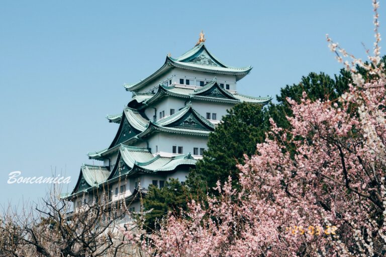 名古屋城前的櫻花林