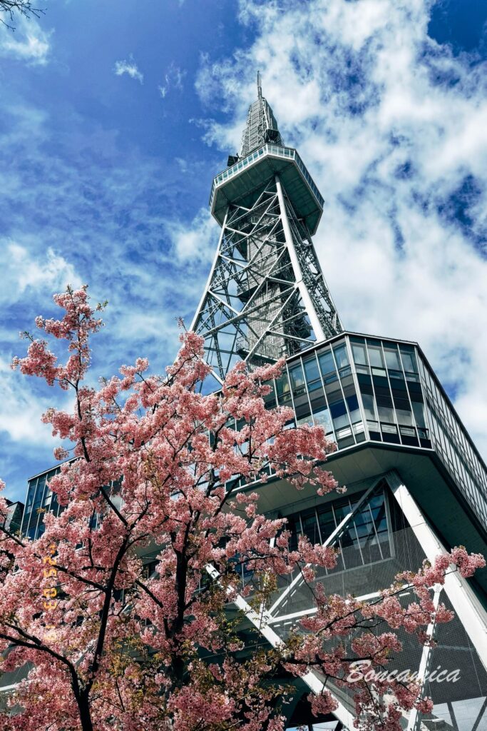 名古屋電視塔與櫻花