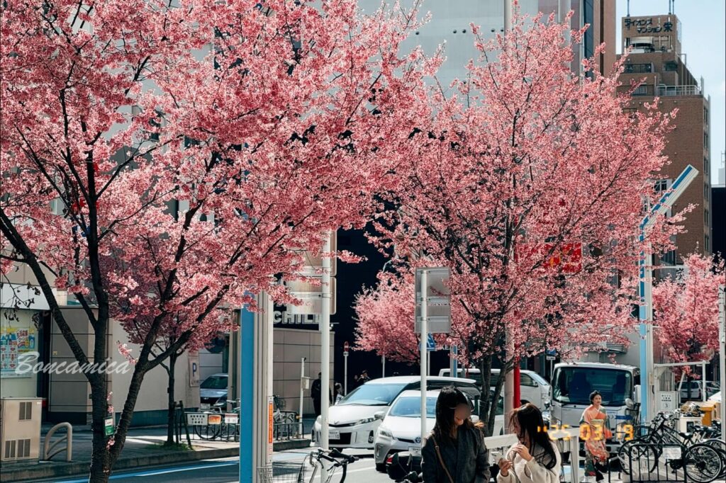 名古屋榮商圈櫻花街景