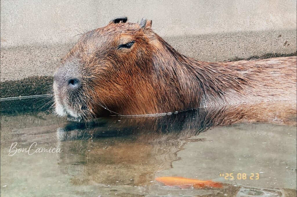 紅磚園邸水豚泡水