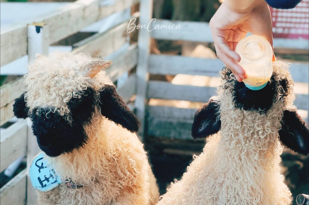 桃園富田農場笑笑羊在喝奶