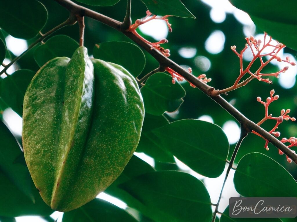 庭院中楊桃樹上的翠綠果實與紅色枝枒