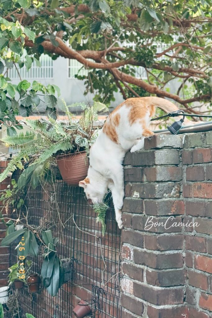 流浪店貓從牆上一躍而下的瞬間