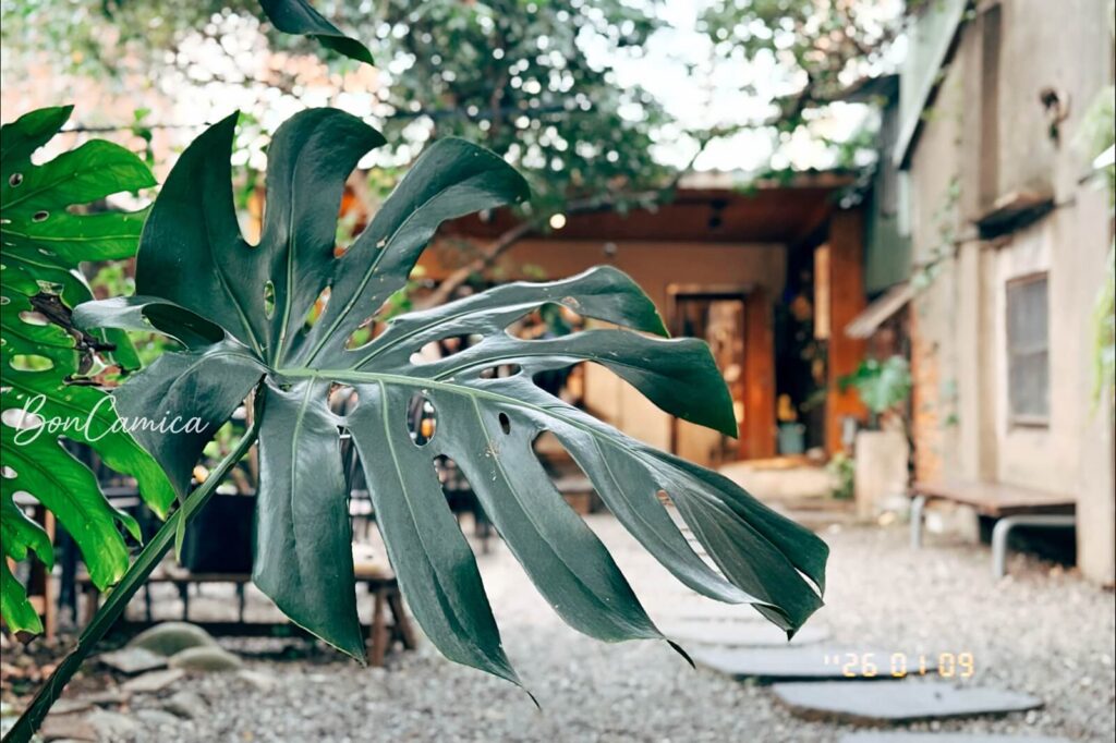 戶外庭園的巨大的龜背芋