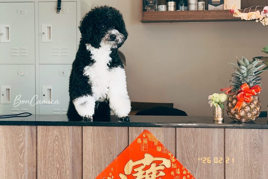 一樓櫃檯的黑白貴賓犬