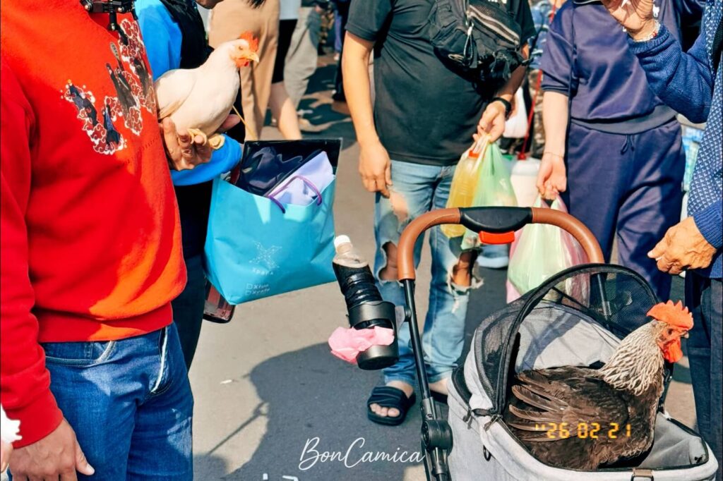 竹圍漁港街頭的路人與公雞